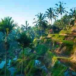 Pourquoi il ne faut pas aller à Bali ?